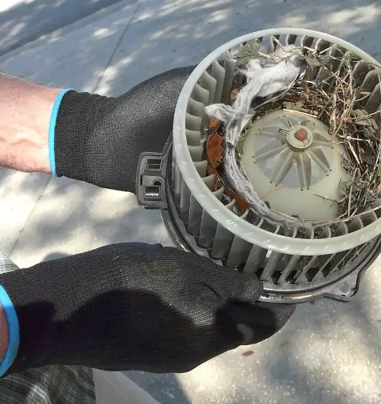 About Air Duct Rat Removal in Oviedo, FL